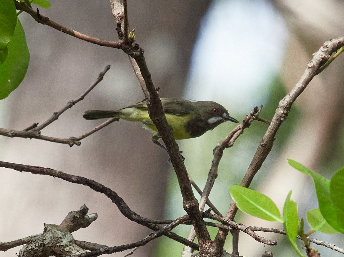 Fairy Gerygone - ML635474599