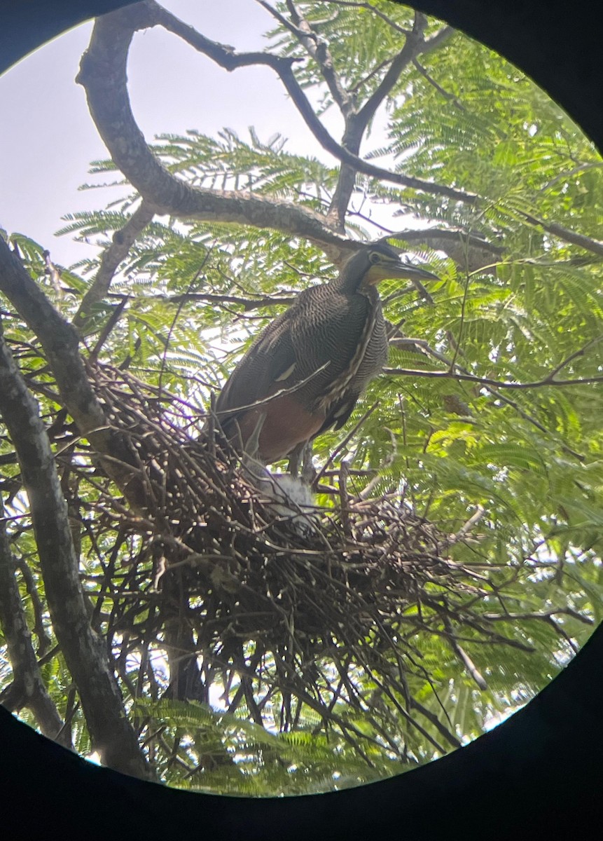 Bare-throated Tiger-Heron - ML635474749