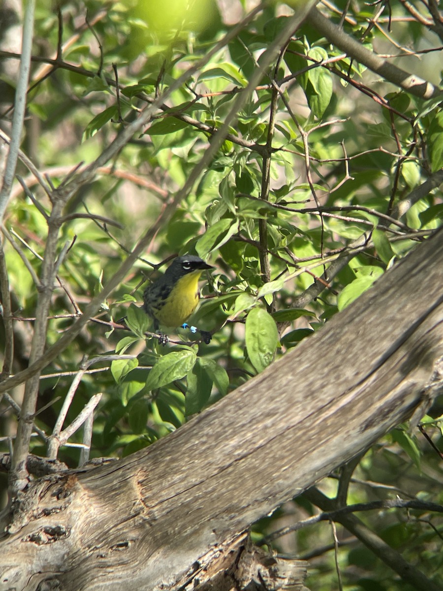 Kirtland's Warbler - ML635474774