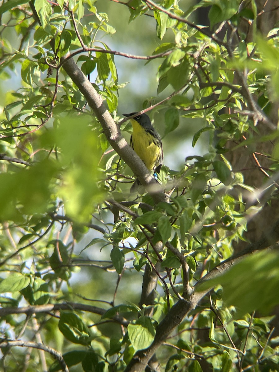 Kirtland's Warbler - ML635474775