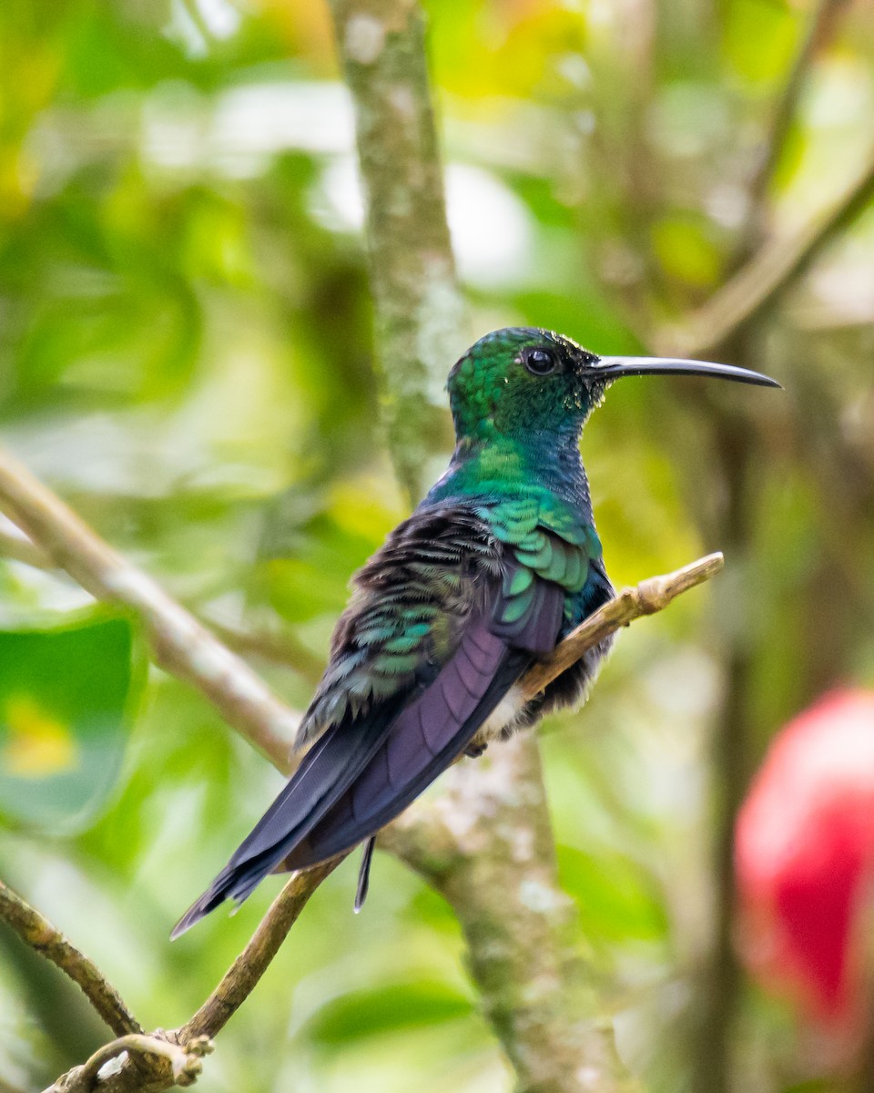 Colibri de Buffon - ML635474811