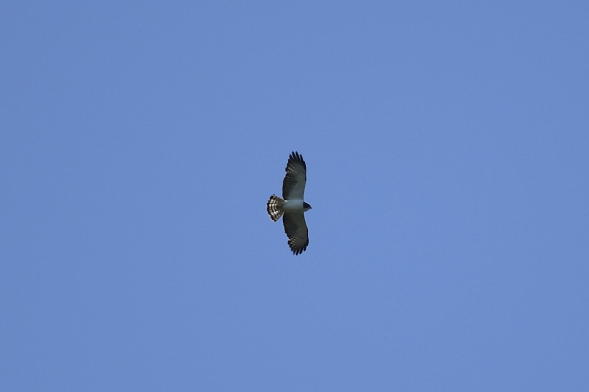 Short-tailed Hawk - ML635474983