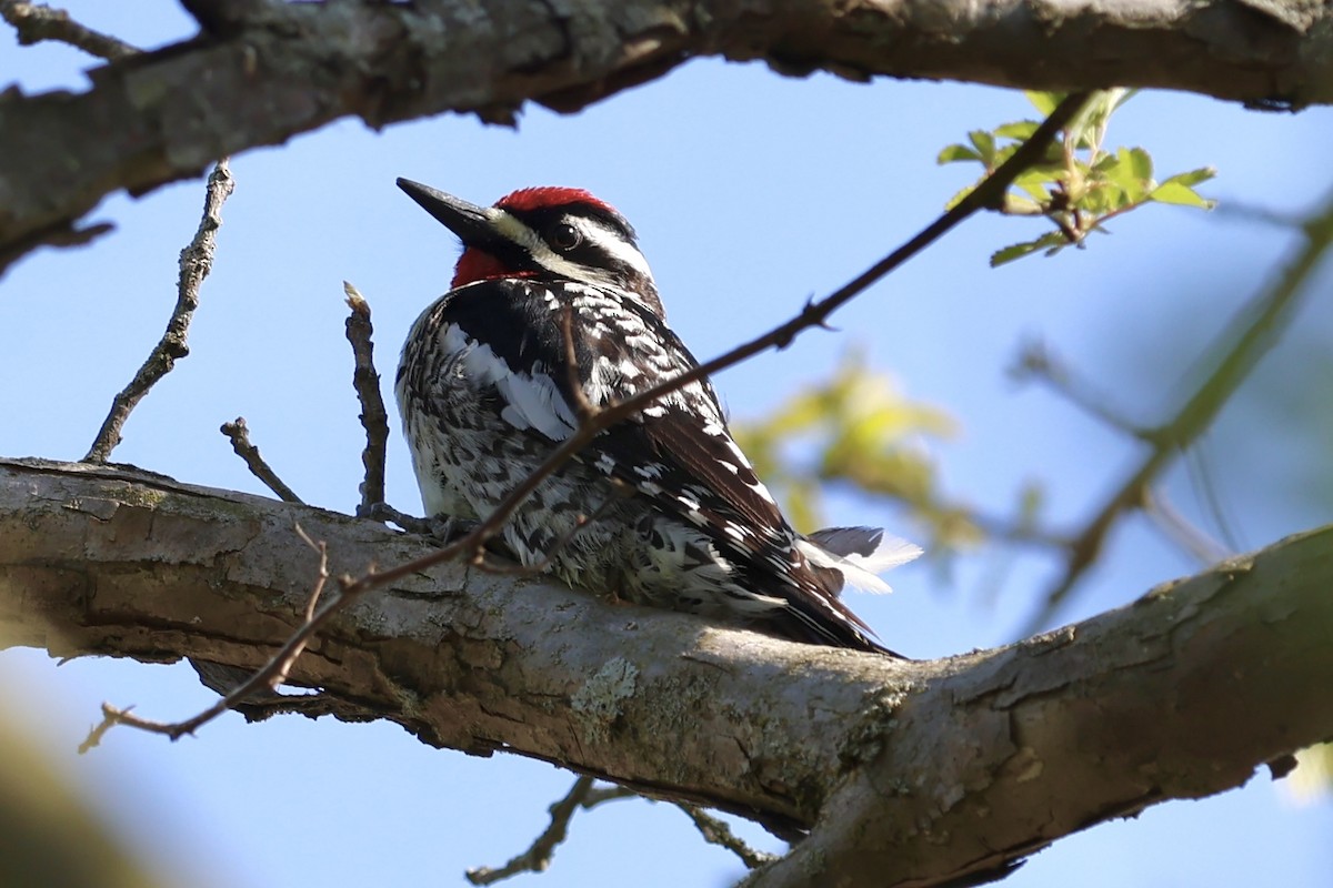 Yellow-bellied Sapsucker - ML635475240