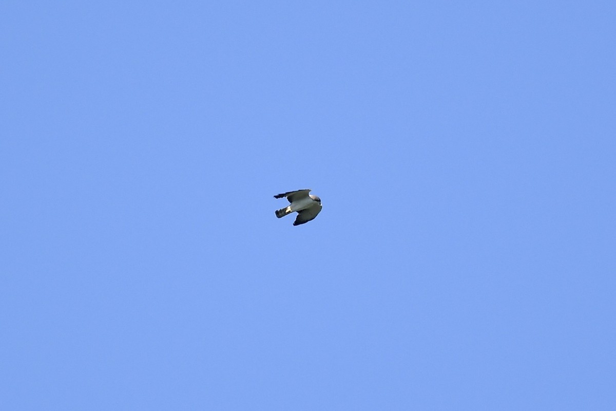 Short-tailed Hawk - ML635475278