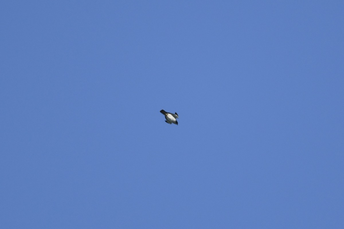 Short-tailed Hawk - ML635475279