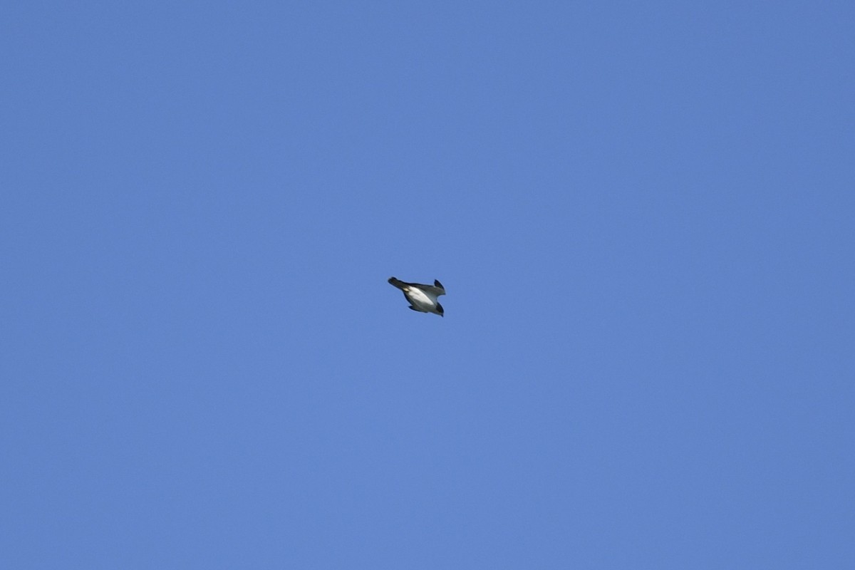 Short-tailed Hawk - ML635475280
