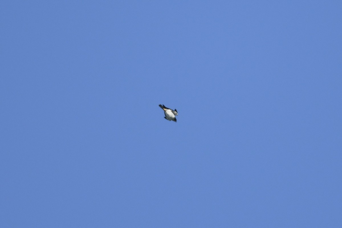 Short-tailed Hawk - ML635475281
