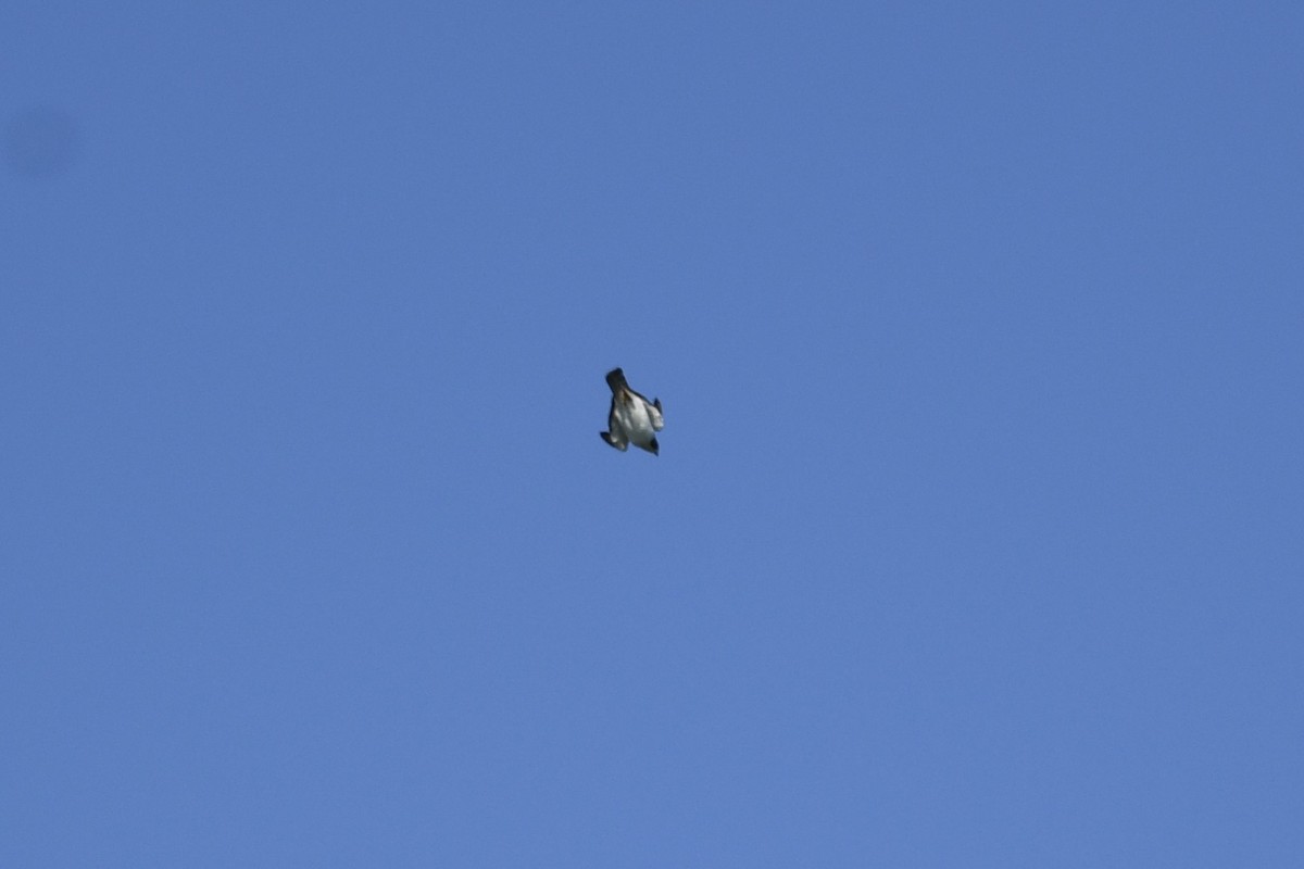 Short-tailed Hawk - ML635475282