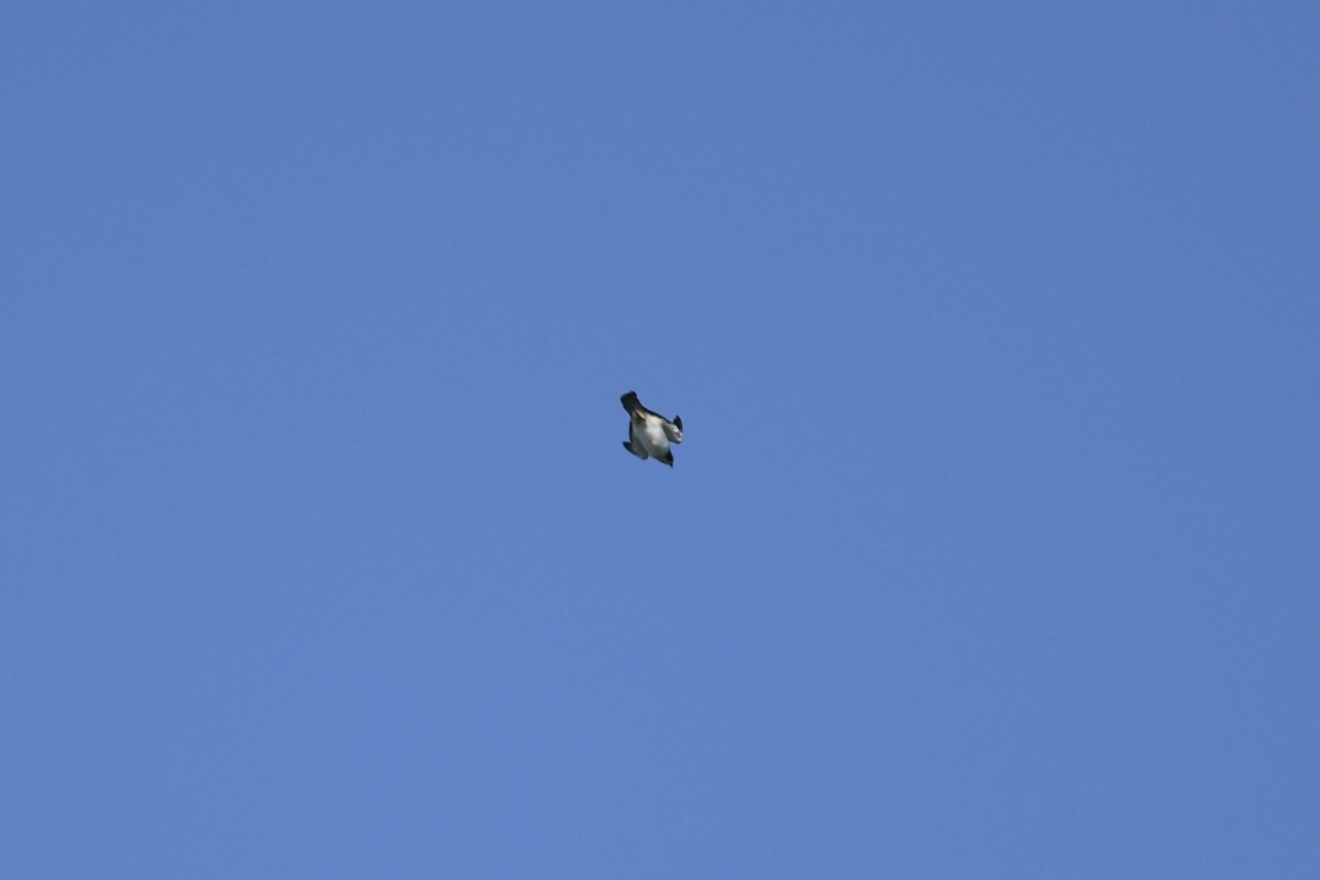 Short-tailed Hawk - ML635475283