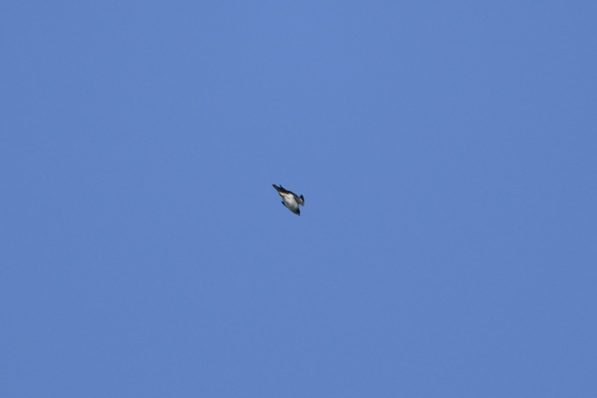 Short-tailed Hawk - ML635475284