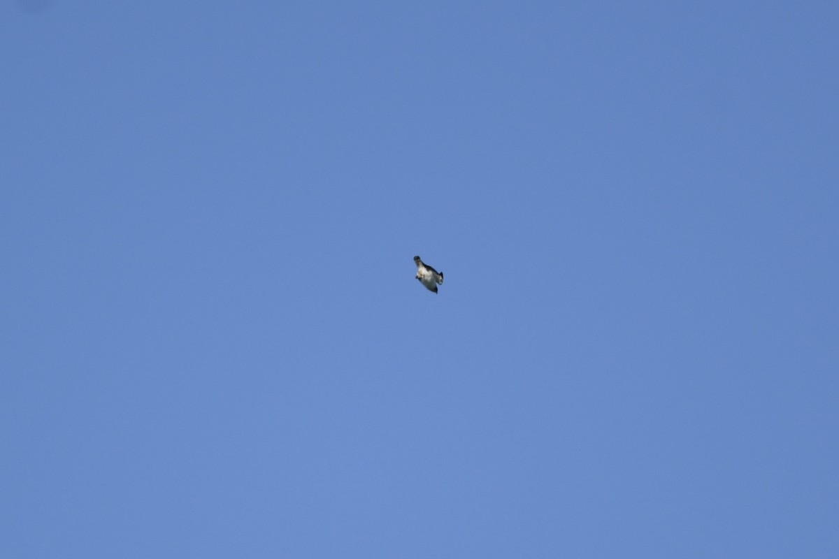 Short-tailed Hawk - ML635475285