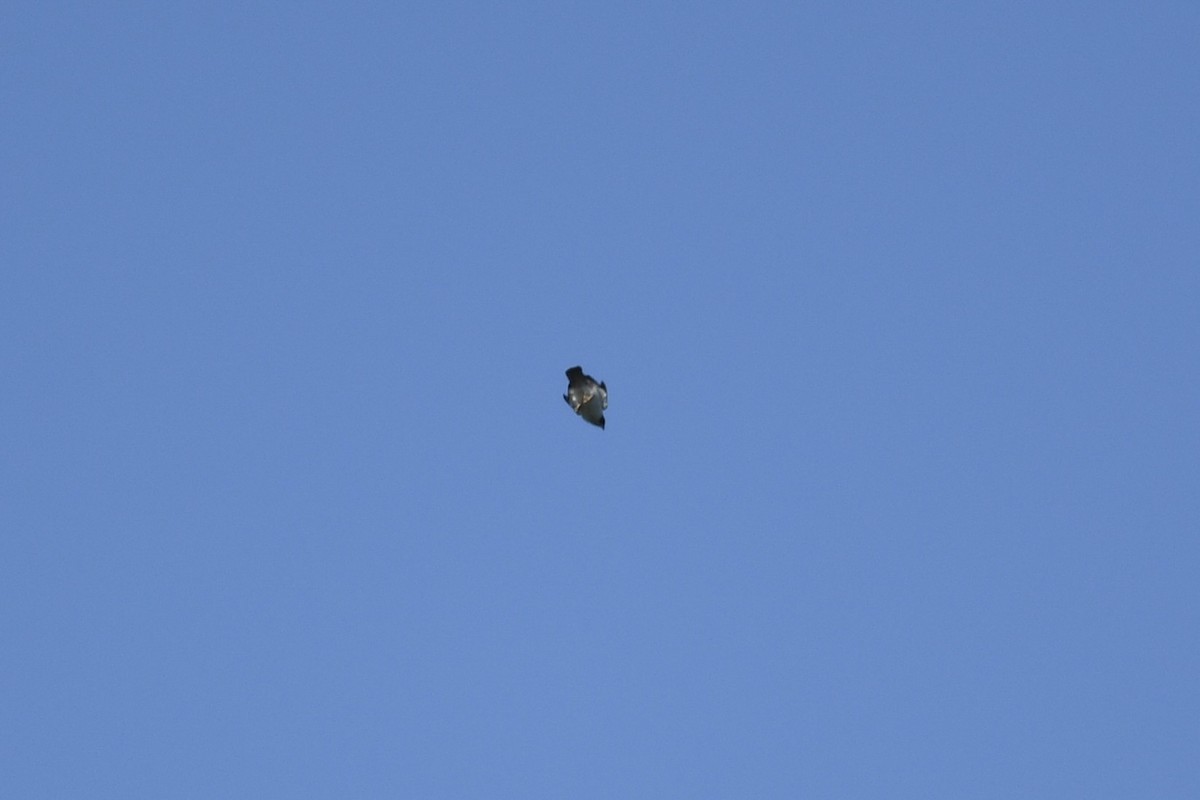 Short-tailed Hawk - ML635475286