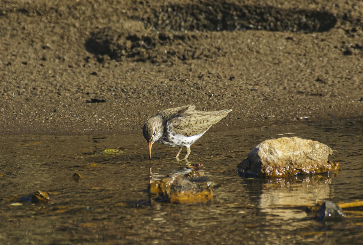 pisík americký - ML635475305