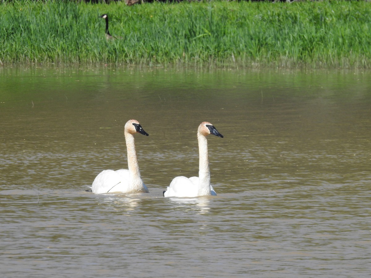 Trumpeter Swan - ML635475341