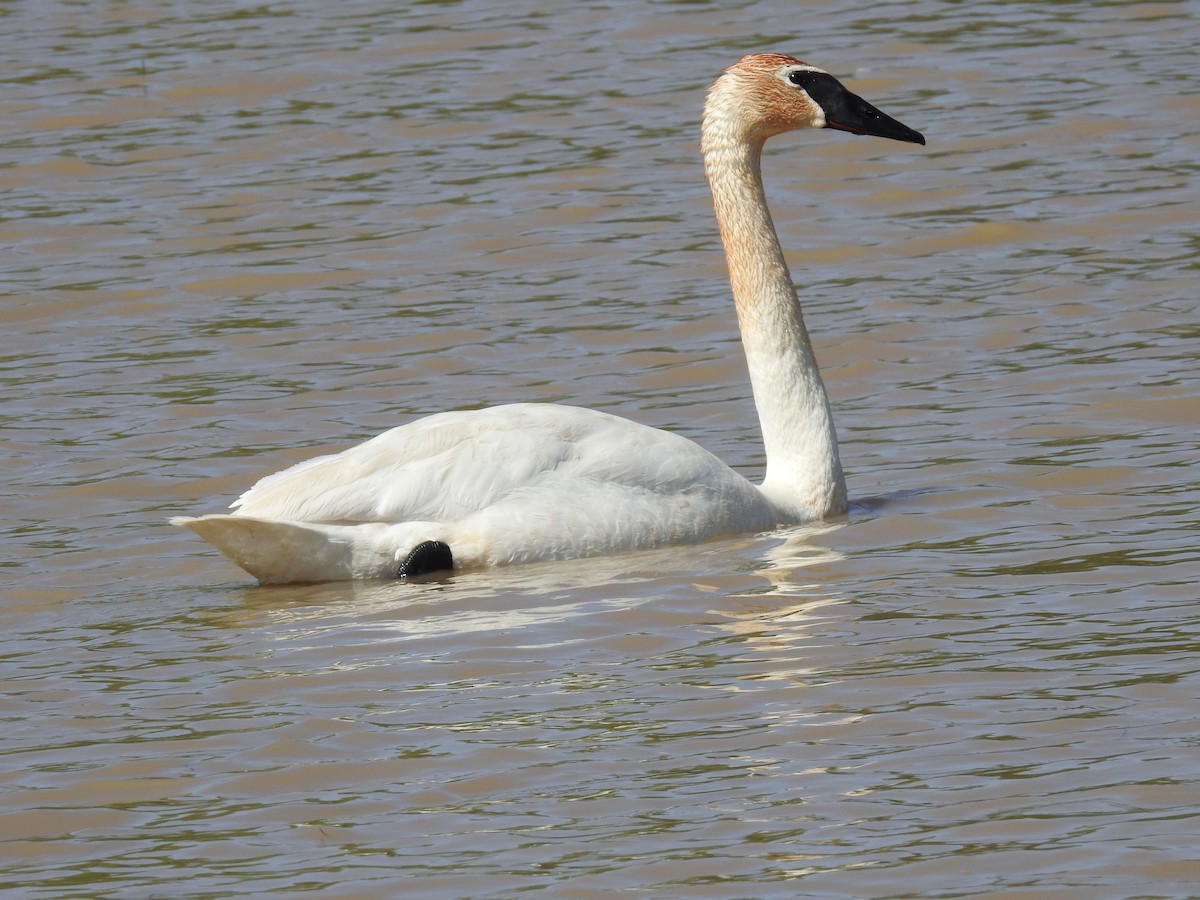 Trumpeter Swan - ML635475342