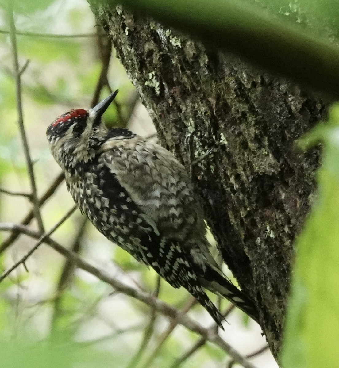 Yellow-bellied Sapsucker - ML635475383