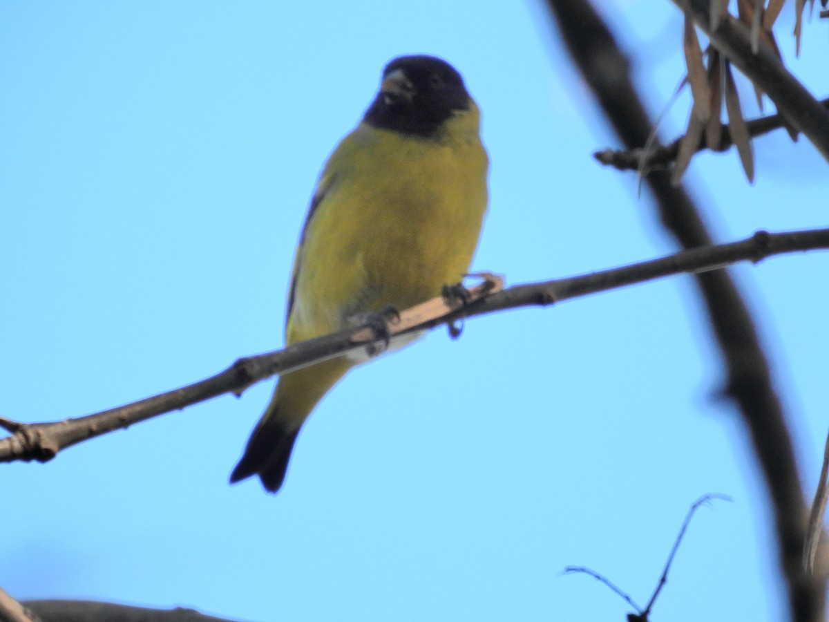 Hooded Siskin - ML635475413