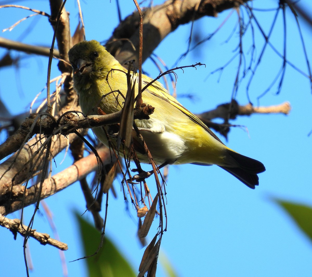 Hooded Siskin - ML635475414