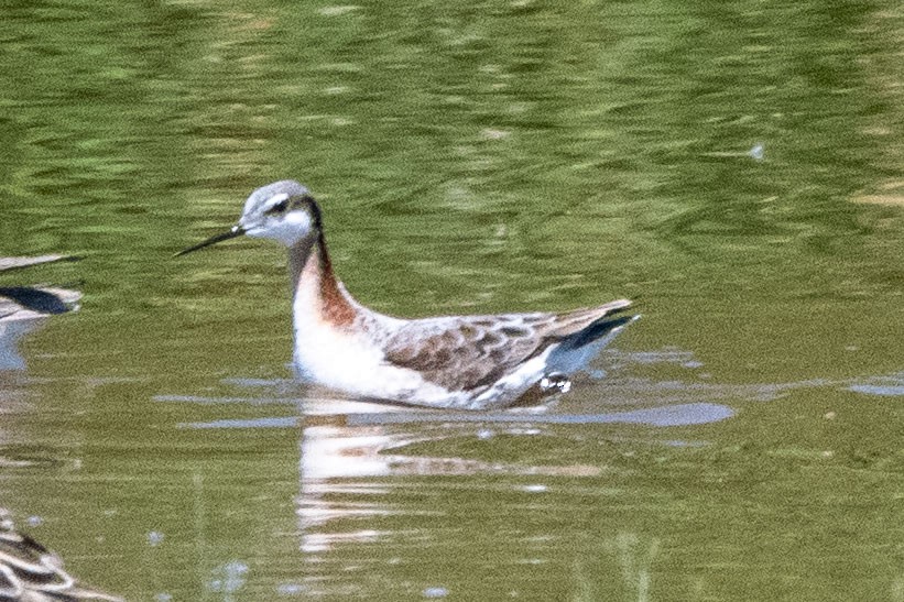 שחיינית תלת-גונית - ML635475517
