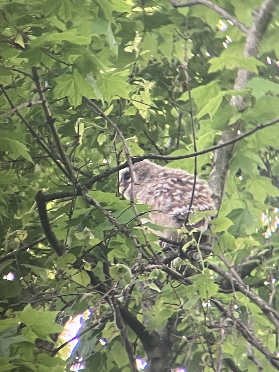 Barred Owl - ML635475528