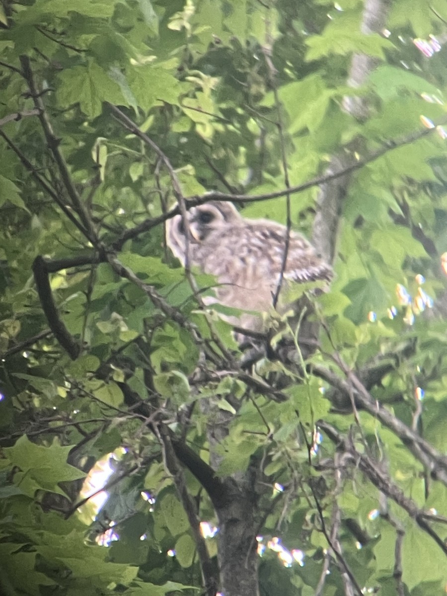 Barred Owl - ML635475529