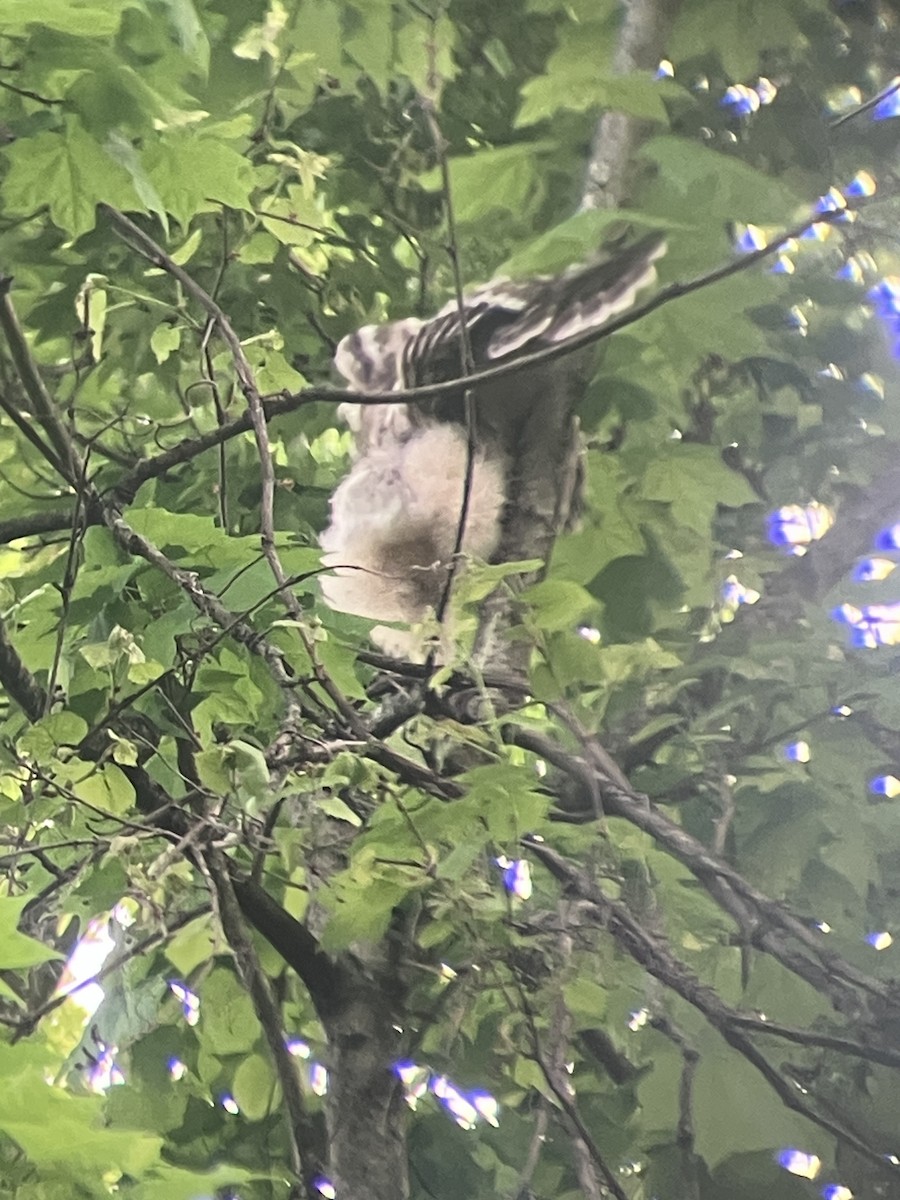 Barred Owl - ML635475530