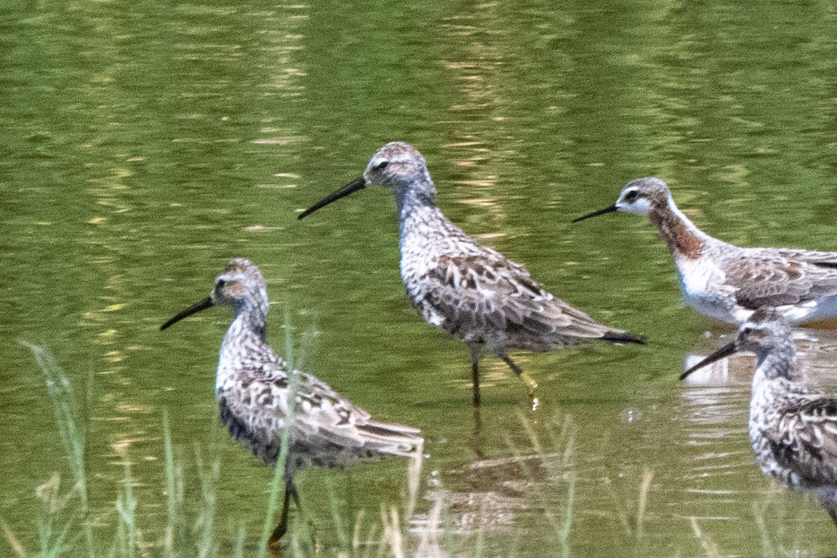 חופית תמירונית - ML635475536