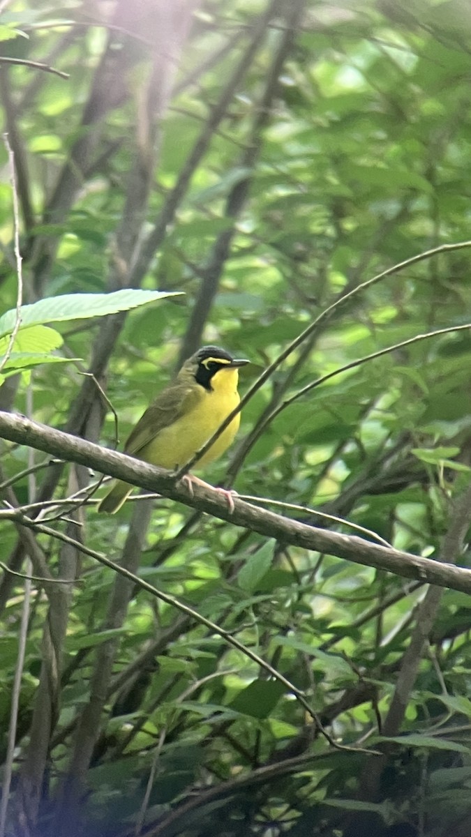 Kentucky Warbler - ML635475554