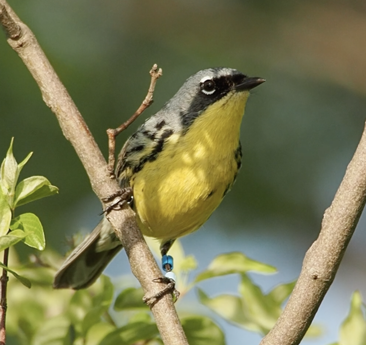 Kirtland's Warbler - ML635475576