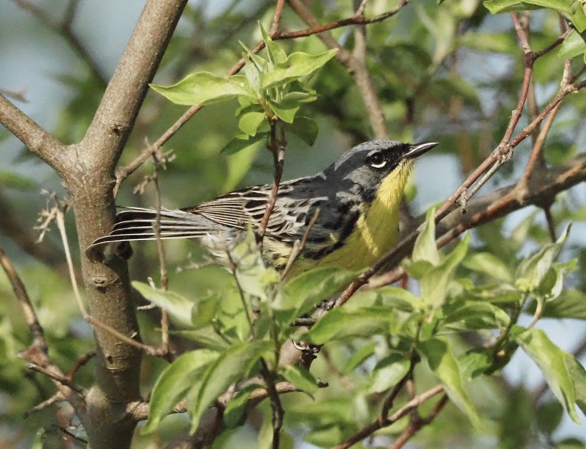 Kirtland's Warbler - ML635475577