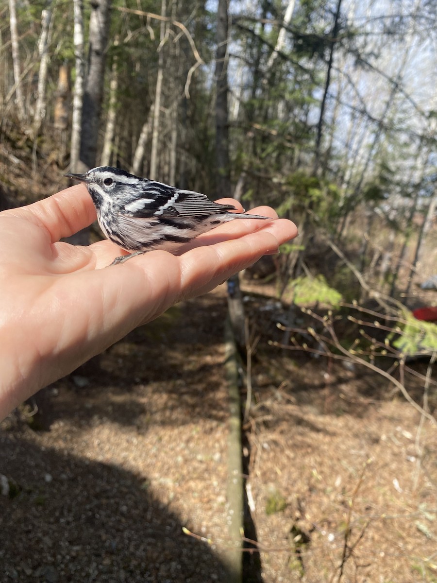 Black-and-white Warbler - ML635475641