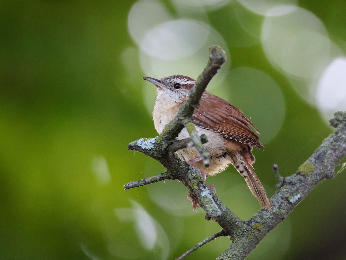 Carolina Wren - ML635475799