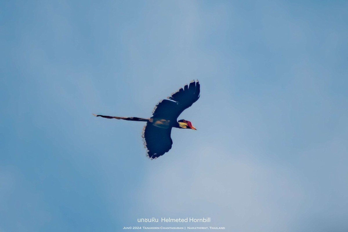 Helmeted Hornbill - ML635475847