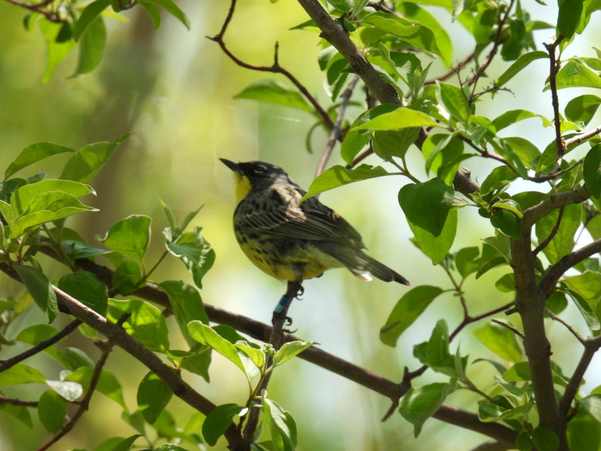 Kirtland's Warbler - ML635475925