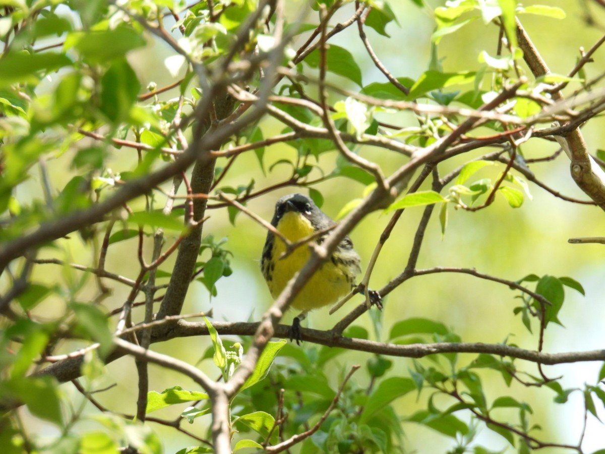 Kirtland's Warbler - ML635475927