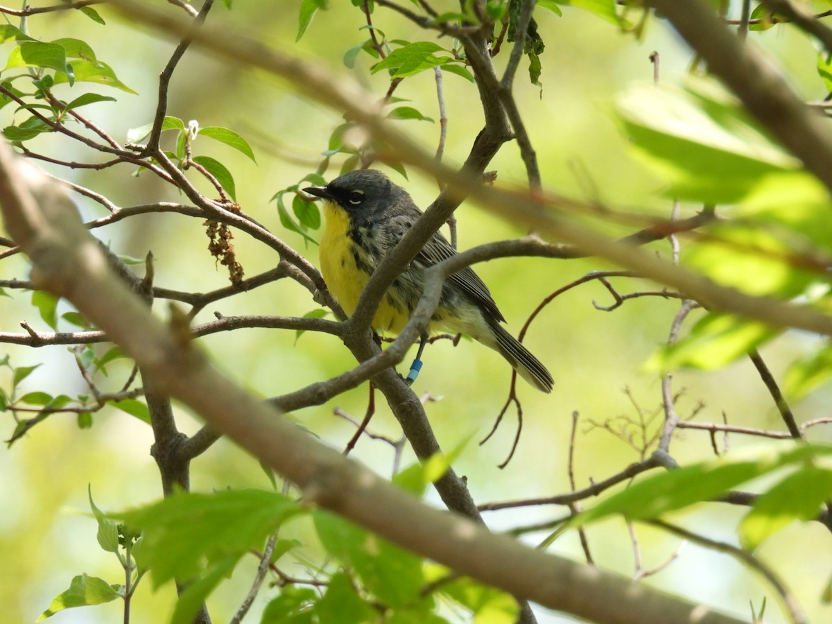 Kirtland's Warbler - ML635475928