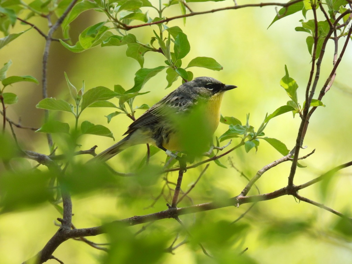 Kirtland's Warbler - ML635475929
