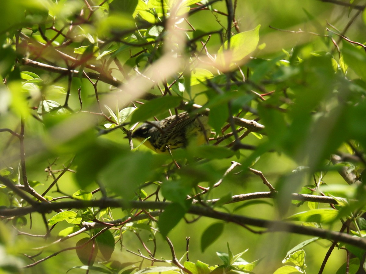 Kirtland's Warbler - ML635475930