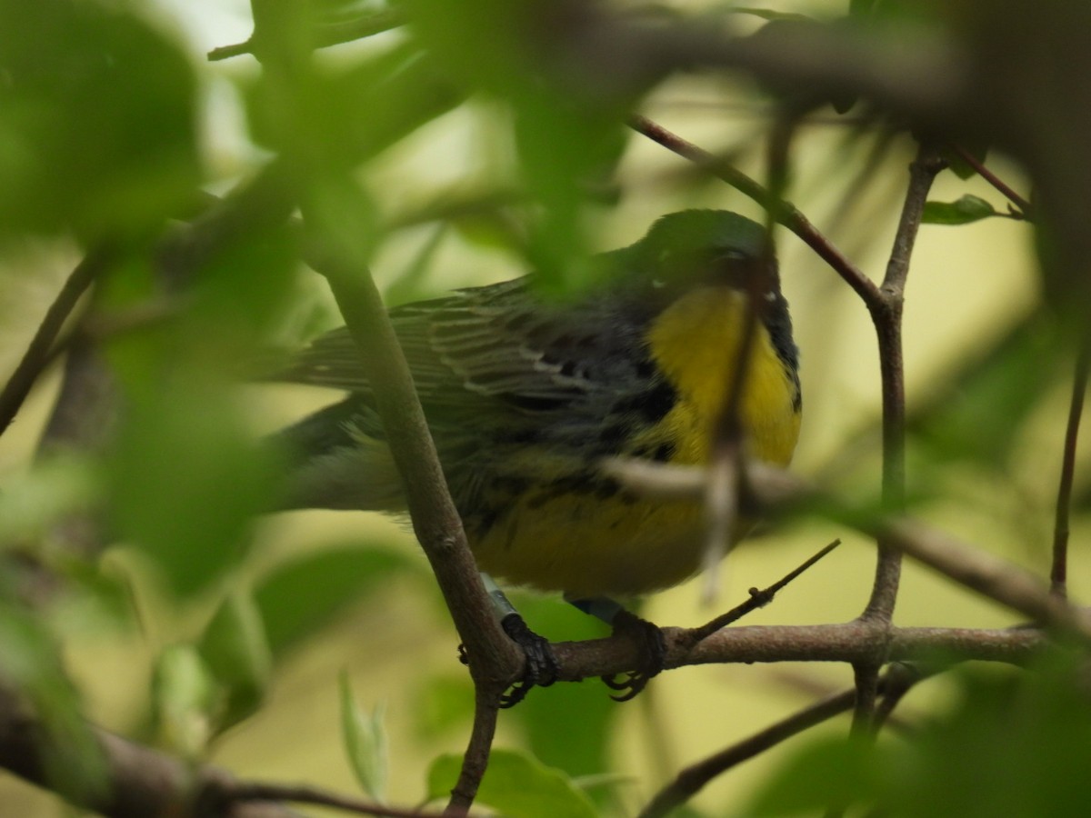 Kirtland's Warbler - ML635475931