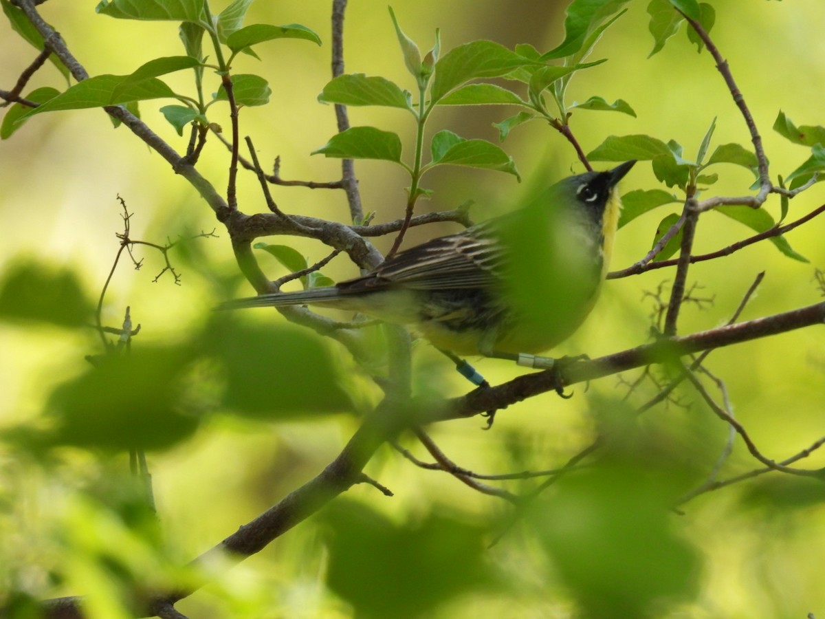 Kirtland's Warbler - ML635475932