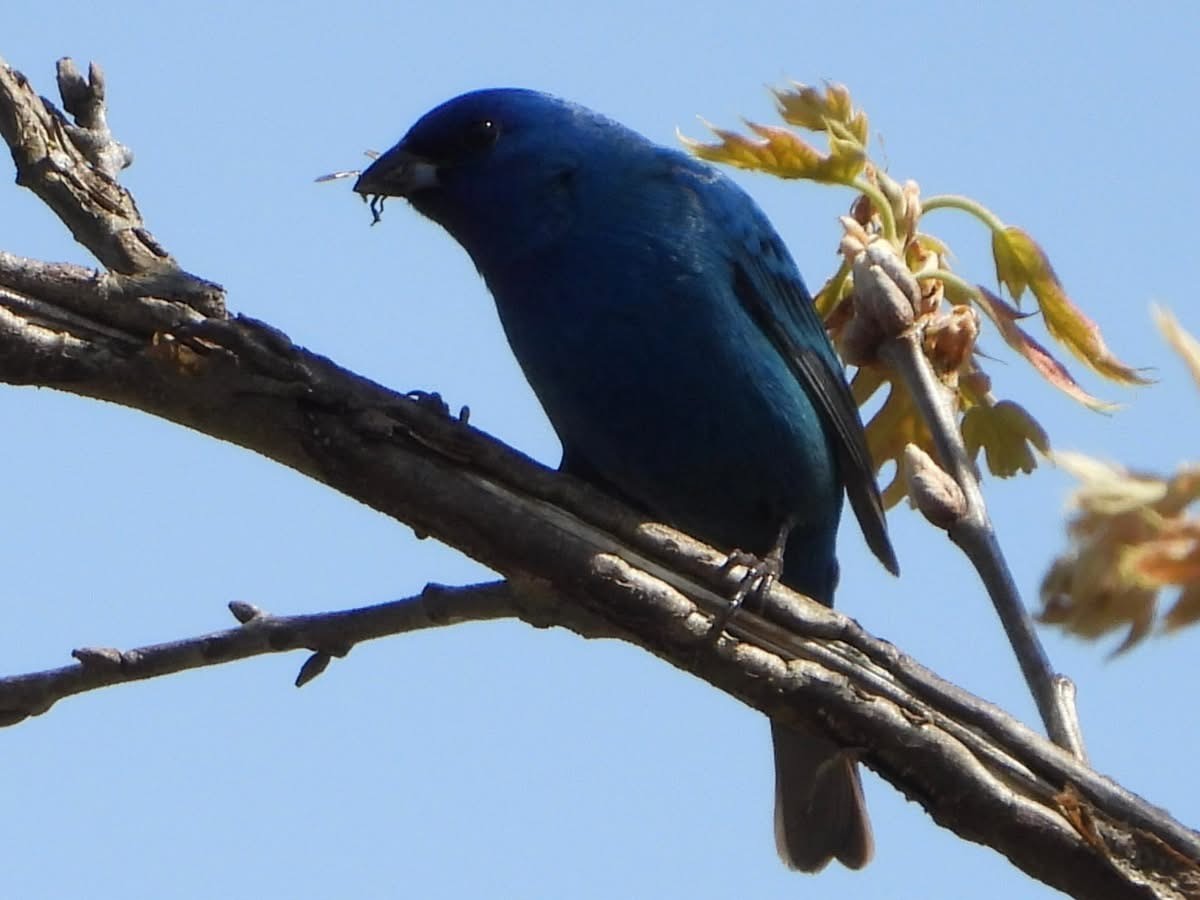 Indigo Bunting - ML635475963
