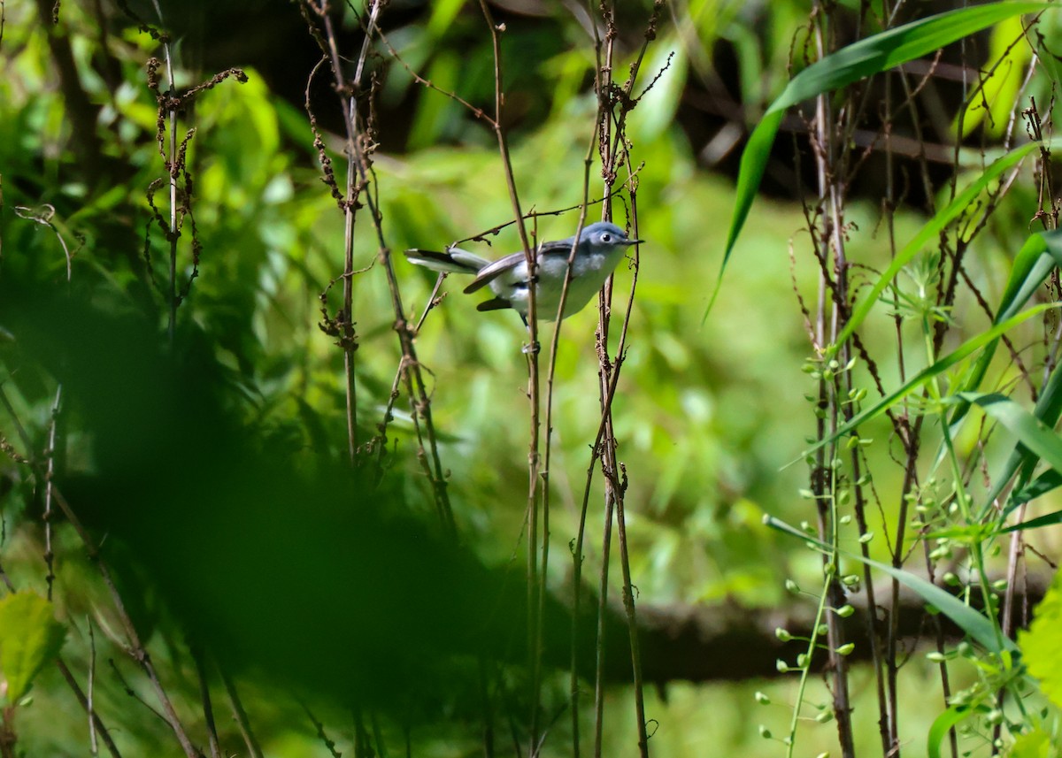 Blue-gray Gnatcatcher - ML635476309