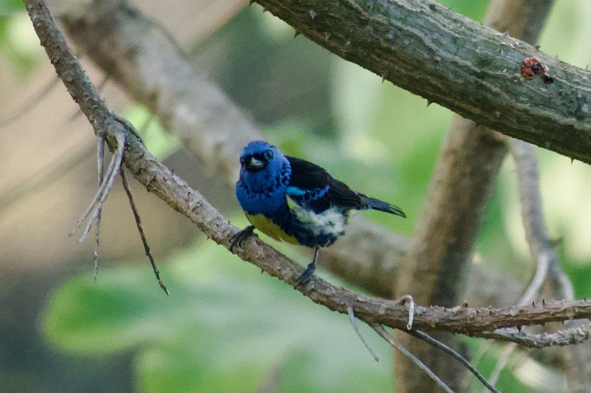 Turquoise Tanager - ML635476383