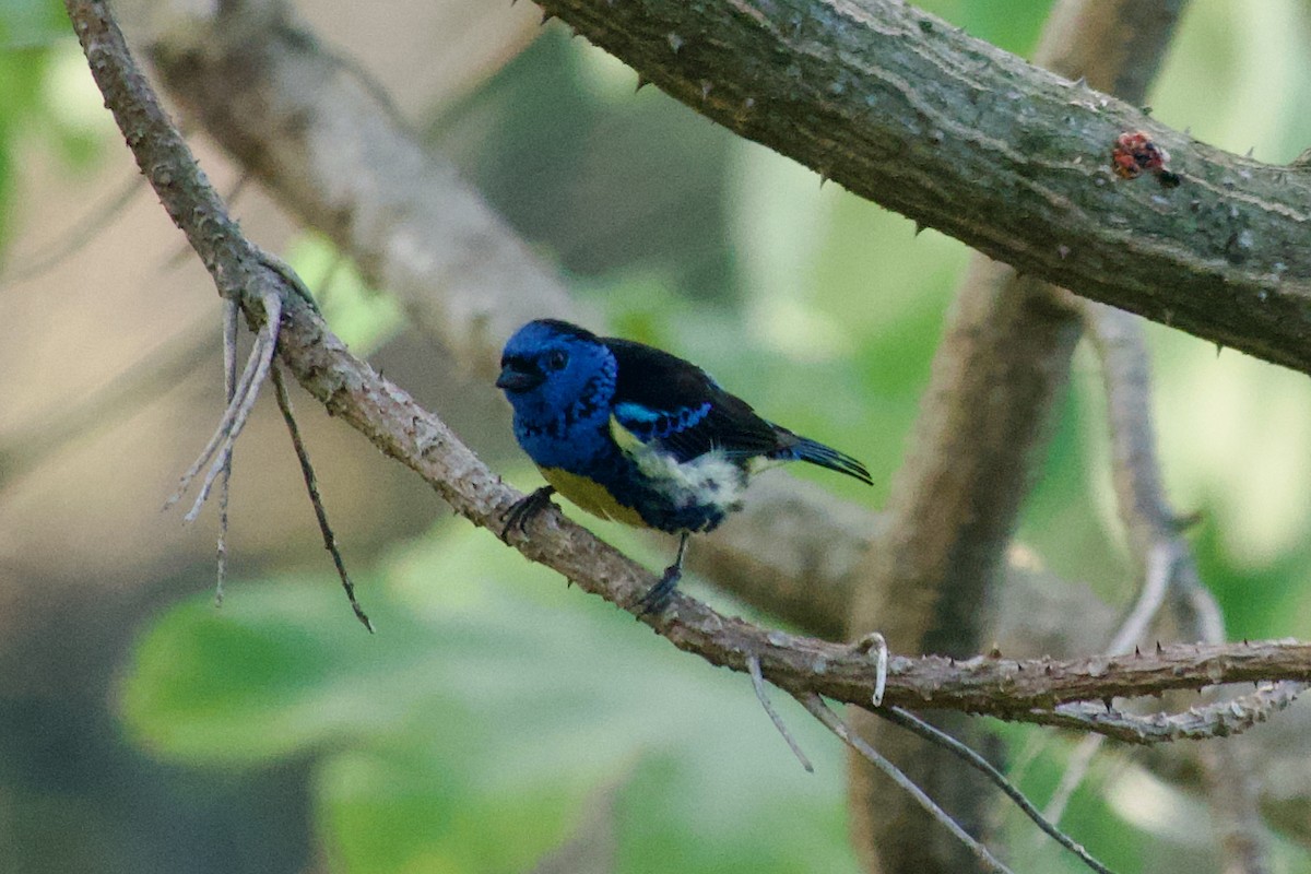 Turquoise Tanager - ML635476384