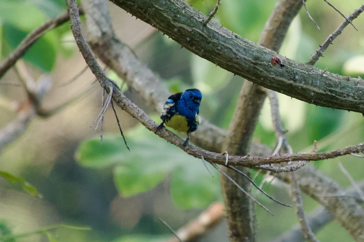 Turquoise Tanager - ML635476385