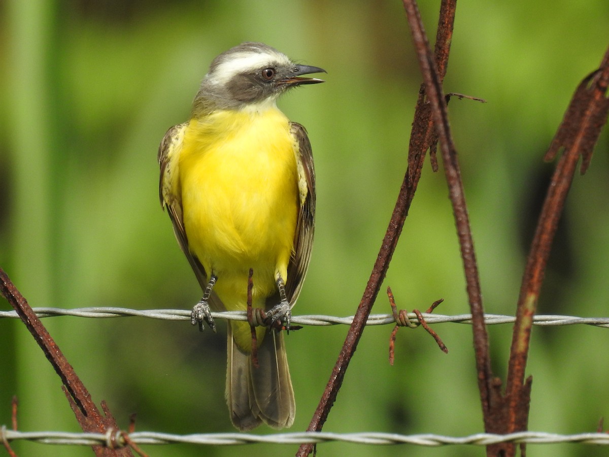Social Flycatcher - ML635476395