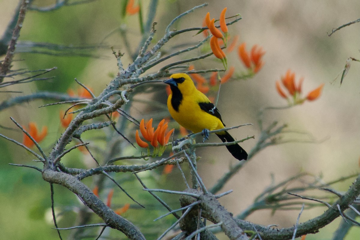 Yellow Oriole - ML635476430