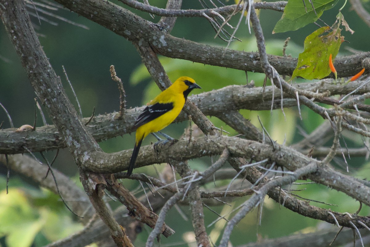 Yellow Oriole - ML635476431