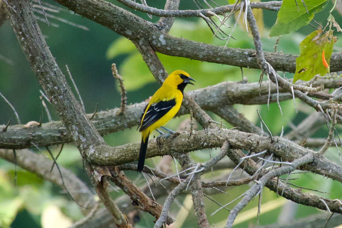 Yellow Oriole - ML635476432