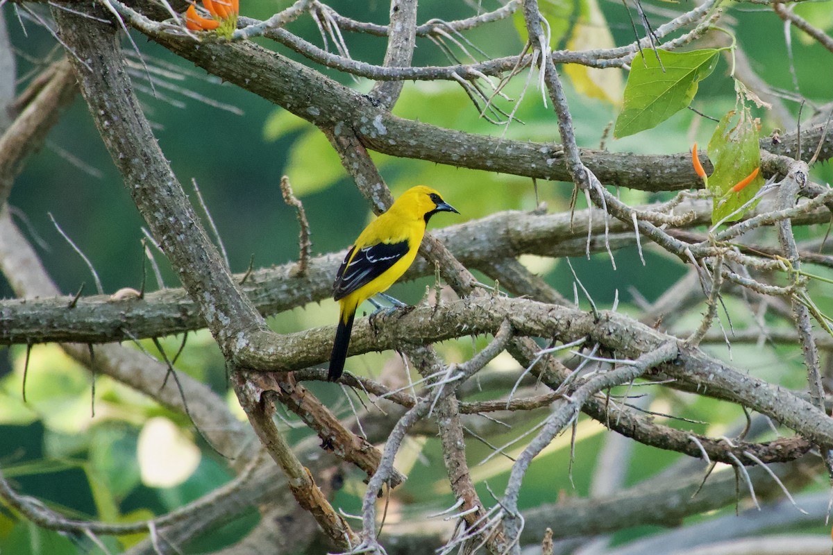 Yellow Oriole - ML635476433